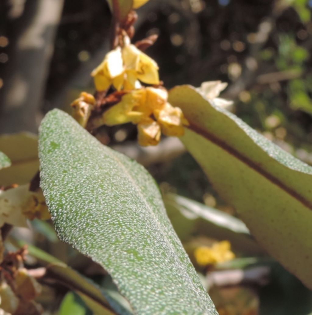 Profumatissimo - Elaeagnus pungens